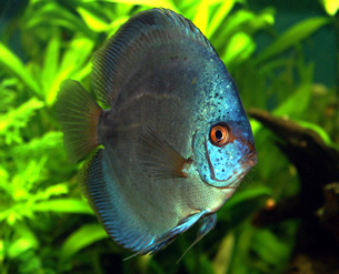 discus cobalt 011